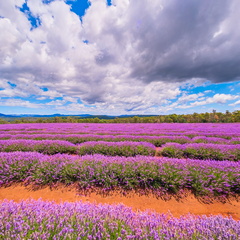 Bridestowe Lavender Estate - 2