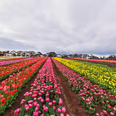 Table Cape Tulip Farm - Velvet Drift