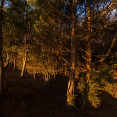 Pig Island Walk - 1