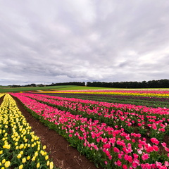 Table Cape Tulip Farm - Yellow Glow