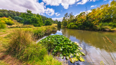 Tasmanian Arboretum - Lilywatch Cove