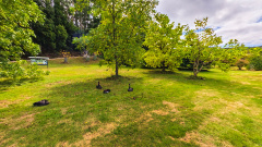Tasmanian Arboretum - Whispers of Feathers