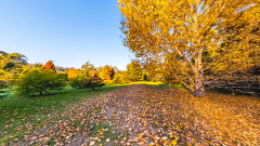 Tasmanian Arboretum - Autumn Carpet