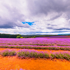 Bridestowe Lavender Estate - 1