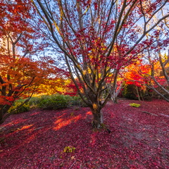 Tasmanian Arboretum - 1