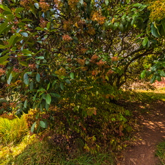 Tasmanian Arboretum - 5