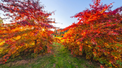 Tasmanian Arboretum - The Ember Circle
