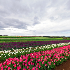 Table Cape Tulip Farm - Pink Breeze
