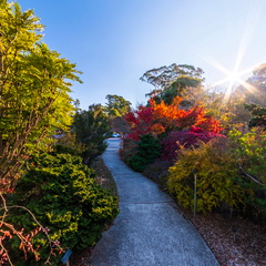 Tasmanian Arboretum - 2