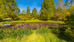 Tasmanian Arboretum - Irisbank