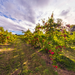Spreyton Apple Farm