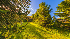 Tasmanian Arboretum - Jurassic Grove