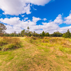Tasmanian Arboretum - 3