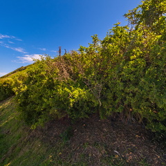 Trethewies Lookout