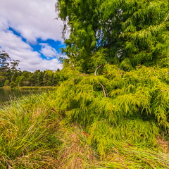 Tasmanian Arboretum - 4
