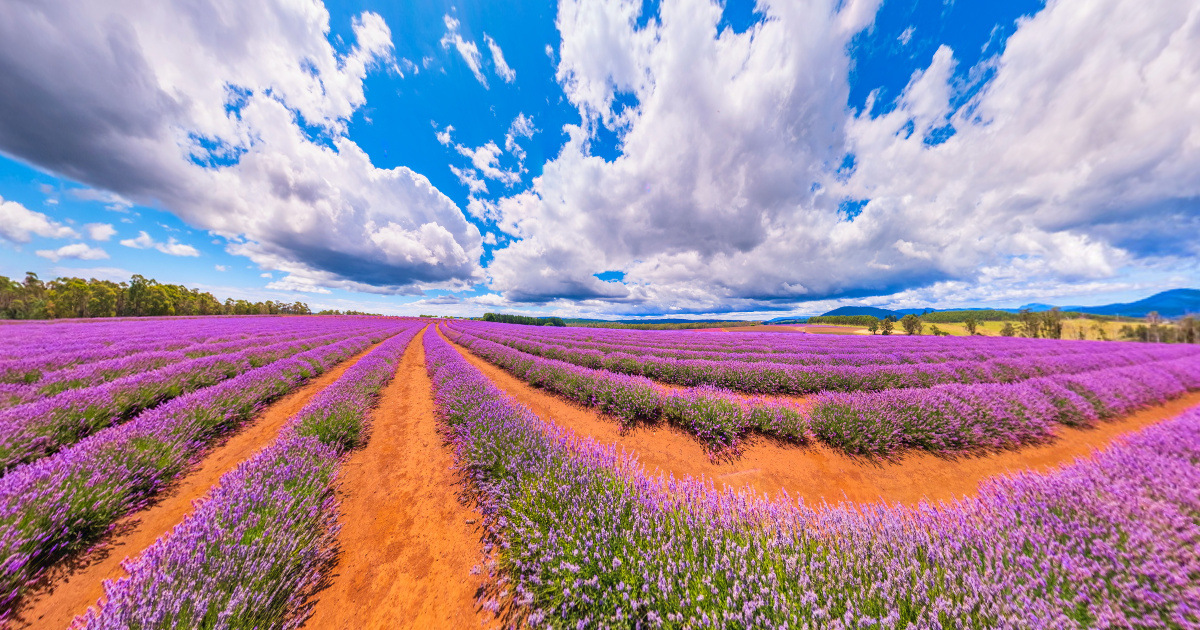 Panoramic view of Bridestowe Lavender Estate, Tasmania