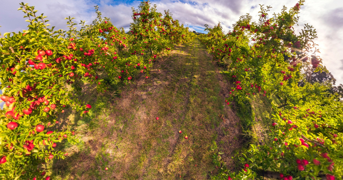 Panoramic view of Spreyton Apple Farm, Tasmania