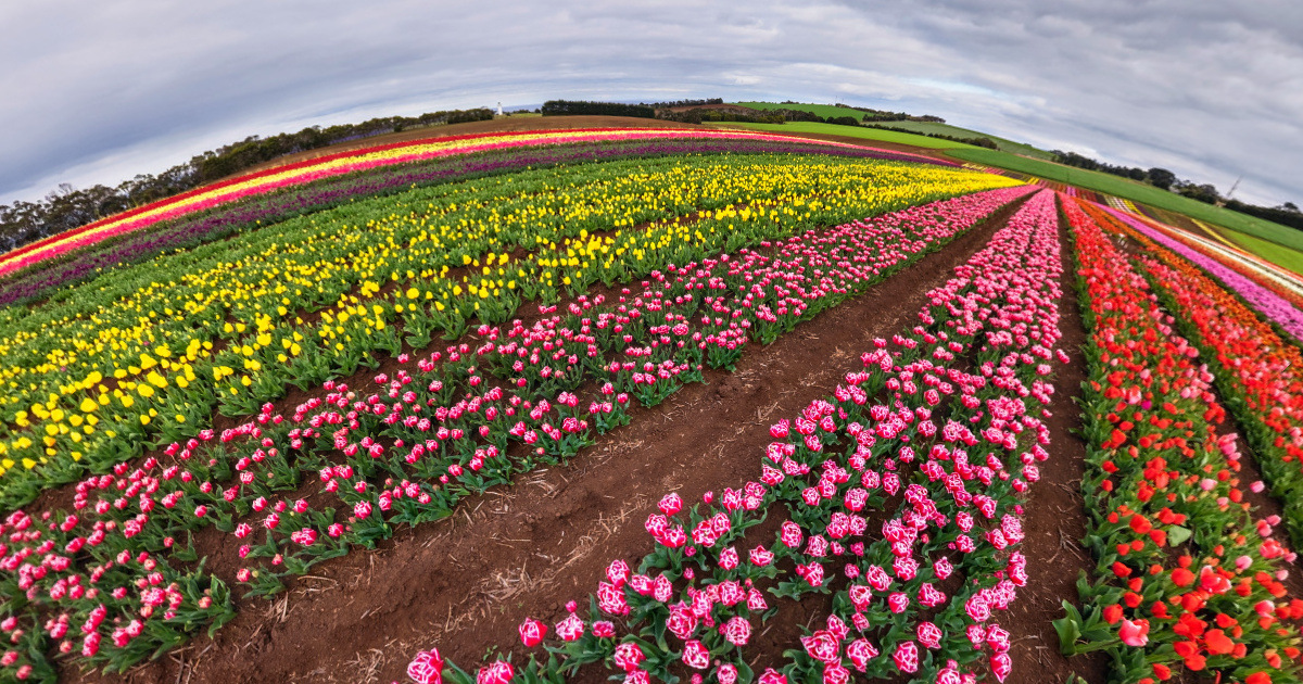 Panoramic view of Table Cape Tulip Farm, Tasmania